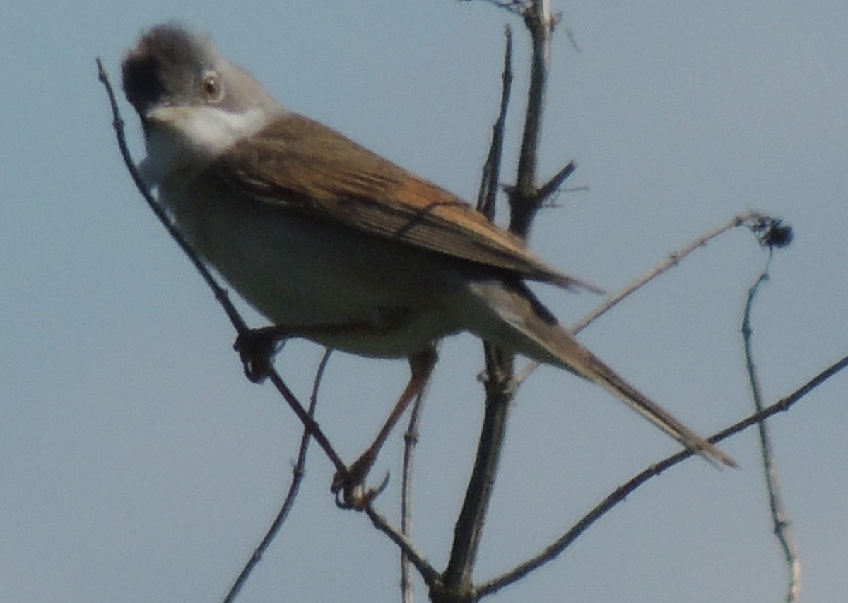 Шөвгөр зэржгэнэ - ML472086311