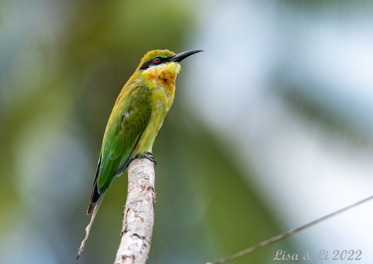 Blue-tailed Bee-eater - ML472087061