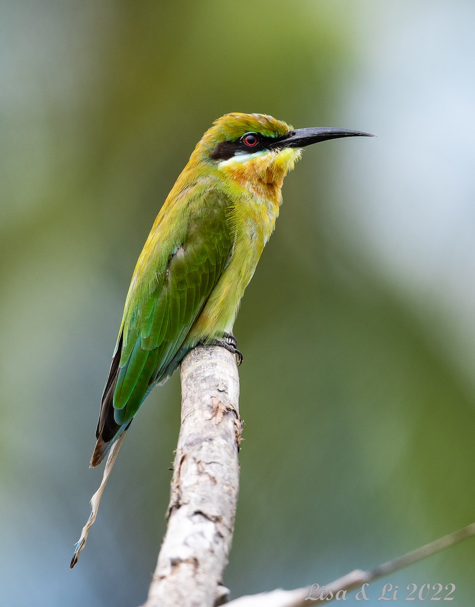 Blue-tailed Bee-eater - ML472087081