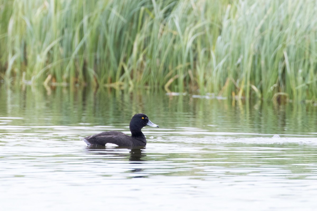 Tufted Duck - ML472087381