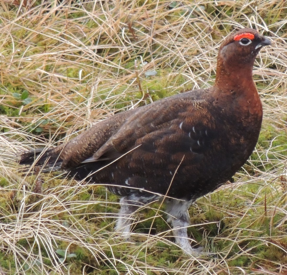 Kızılca Kar Tavuğu - ML472087631