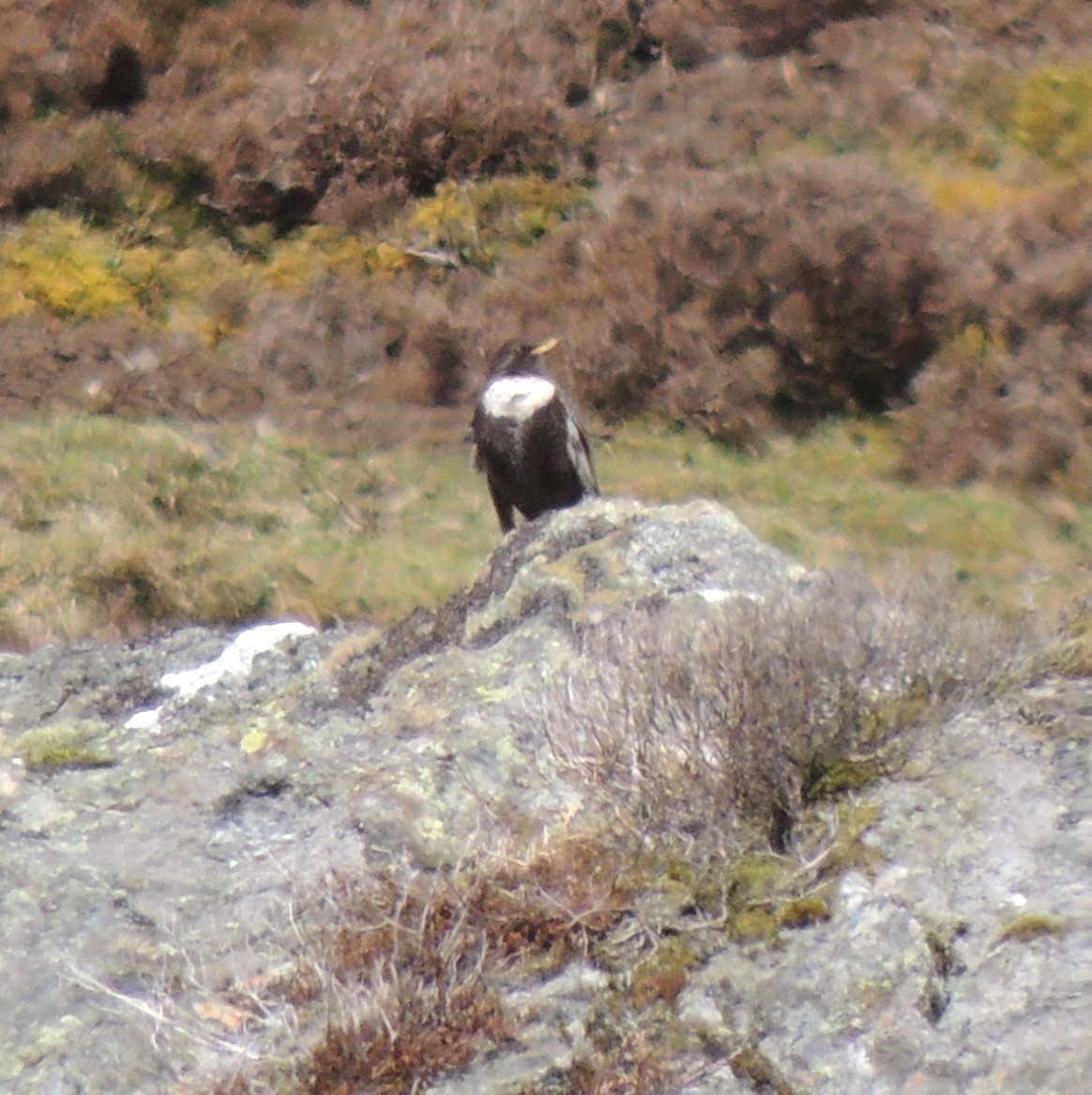 Boğmaklı Ardıç - ML472087661