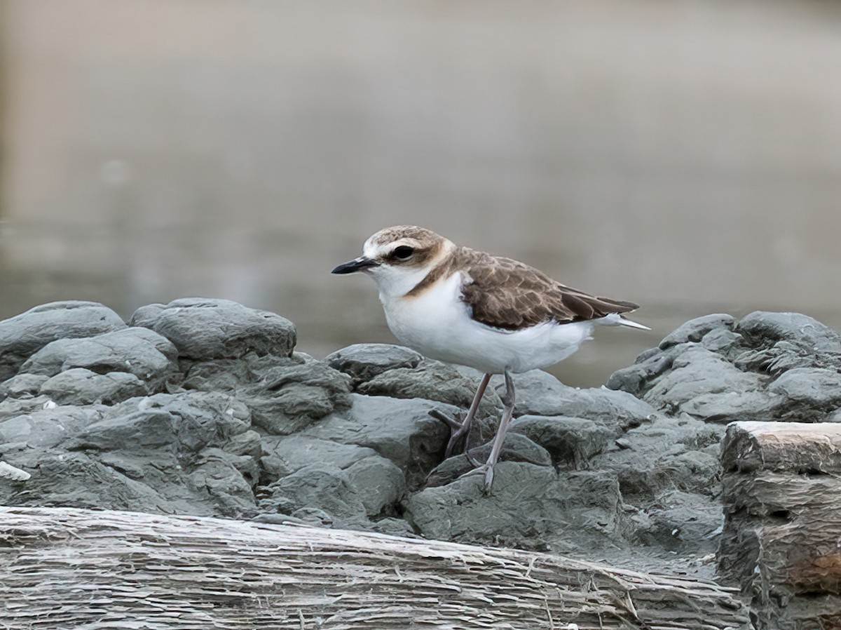 Javan Plover - ML472087831