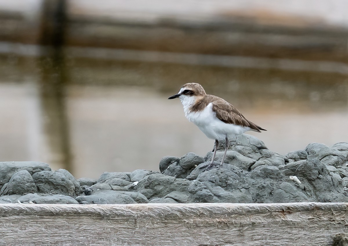 Javan Plover - ML472087901