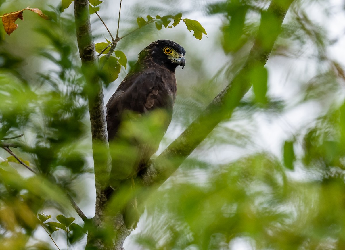 Sulawesi Serpent-Eagle - ML472088531