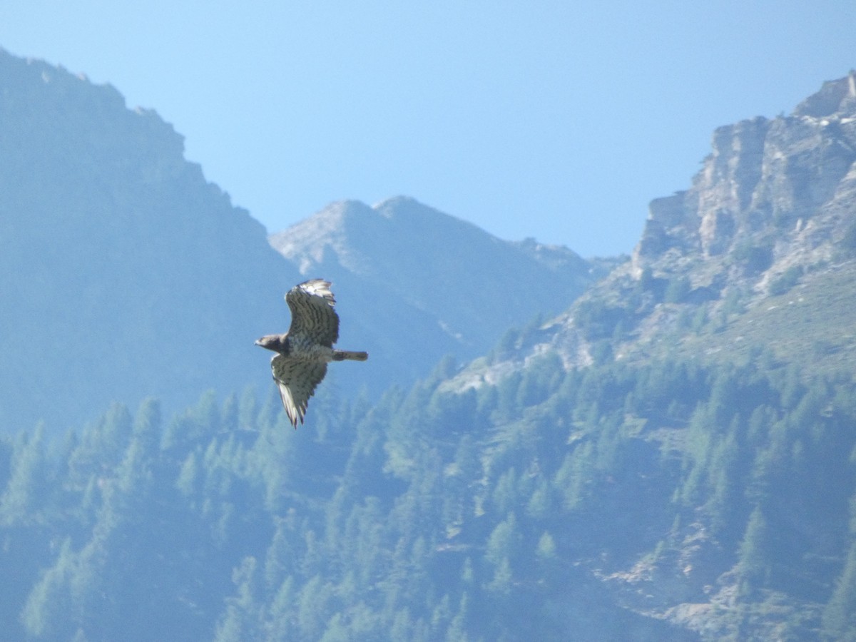 Short-toed Snake-Eagle - ML472090041