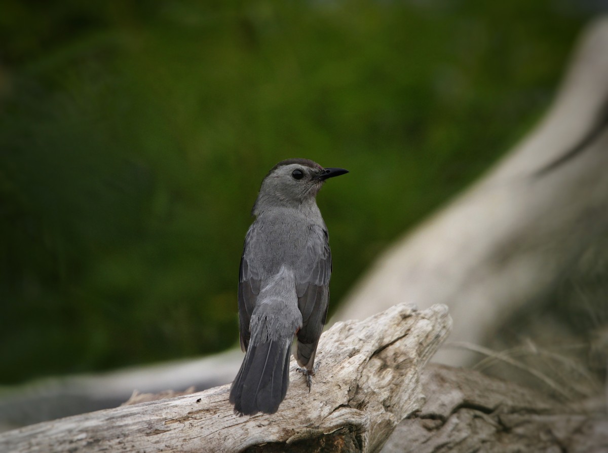 Кошачий пересмешник - ML472090481