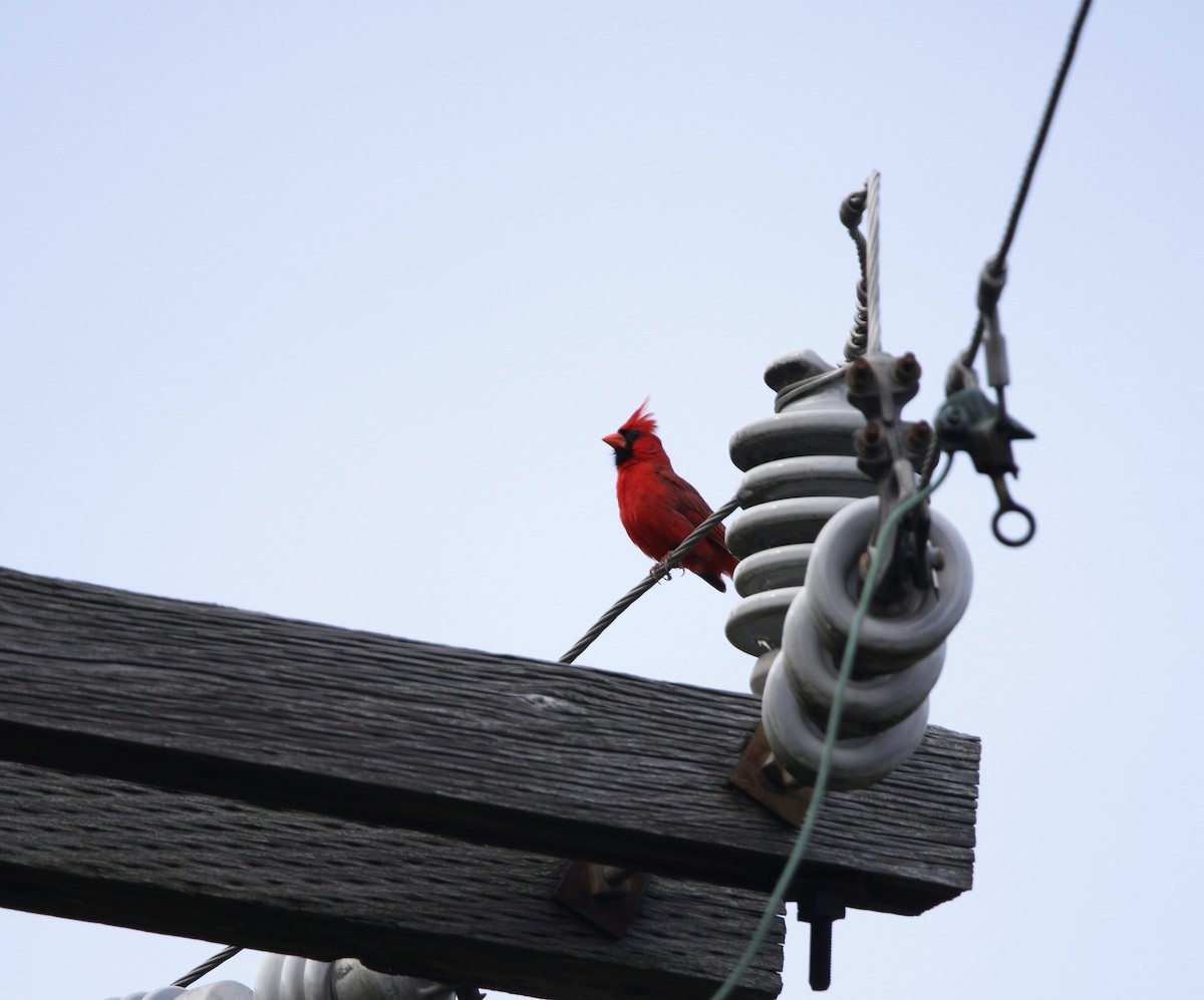 Cardinal rouge - ML472090771