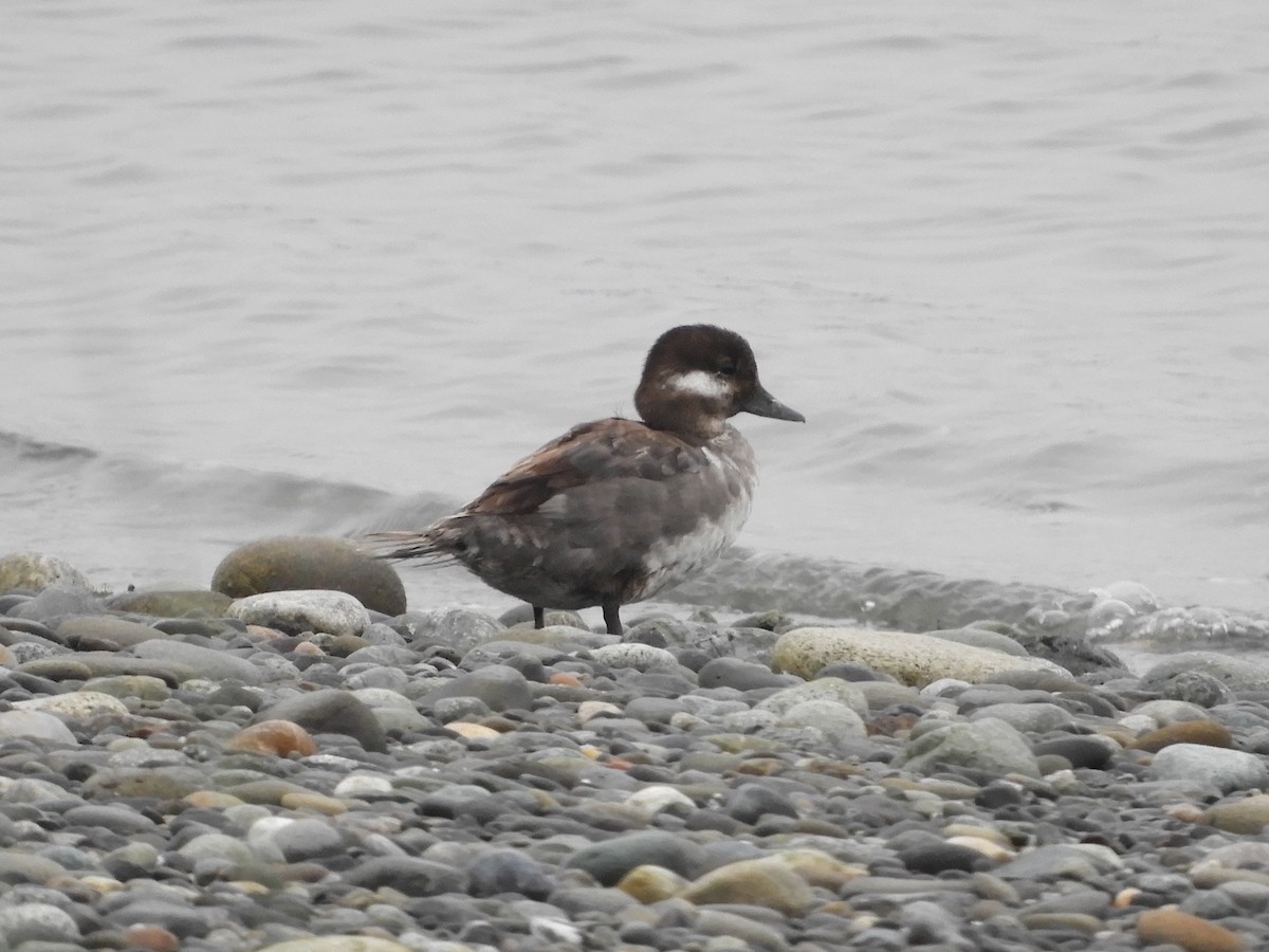 Bufflehead - ML472092481