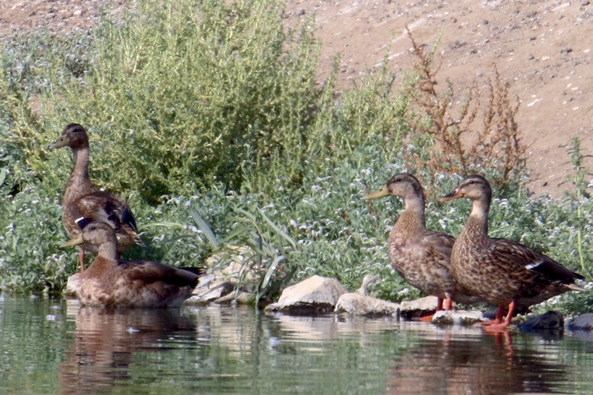 Mallard - Sam Larkin