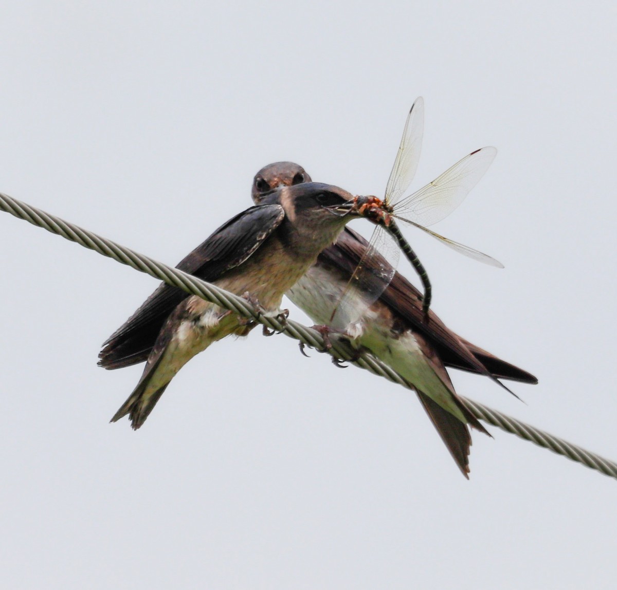 Purple Martin - Lisa Bacon