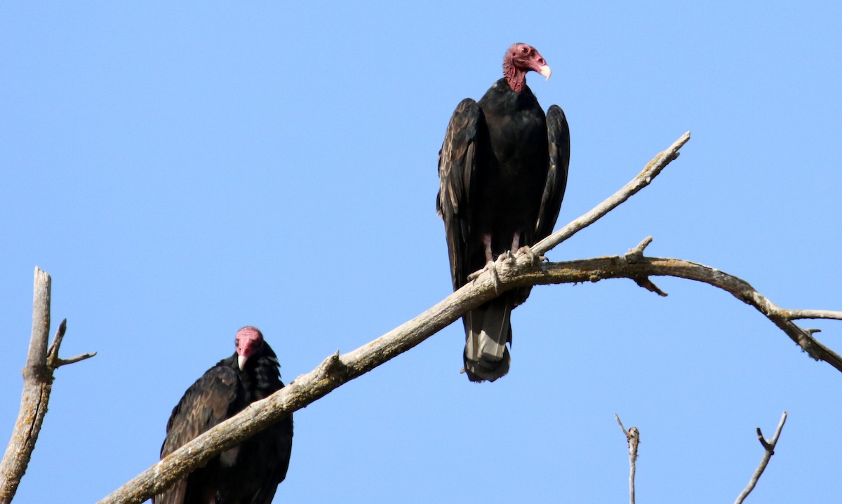 Urubu à tête rouge - ML472092881