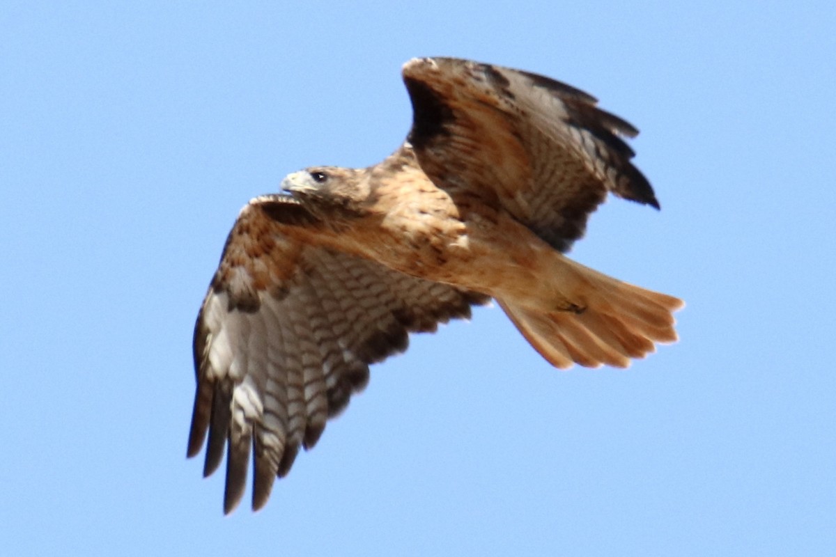 Red-tailed Hawk - Sam Larkin