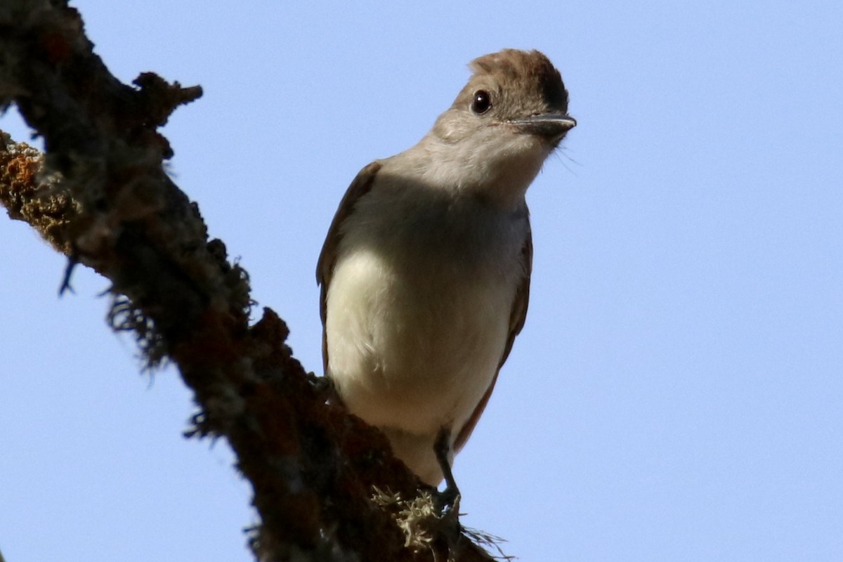 Ash-throated Flycatcher - ML472093041