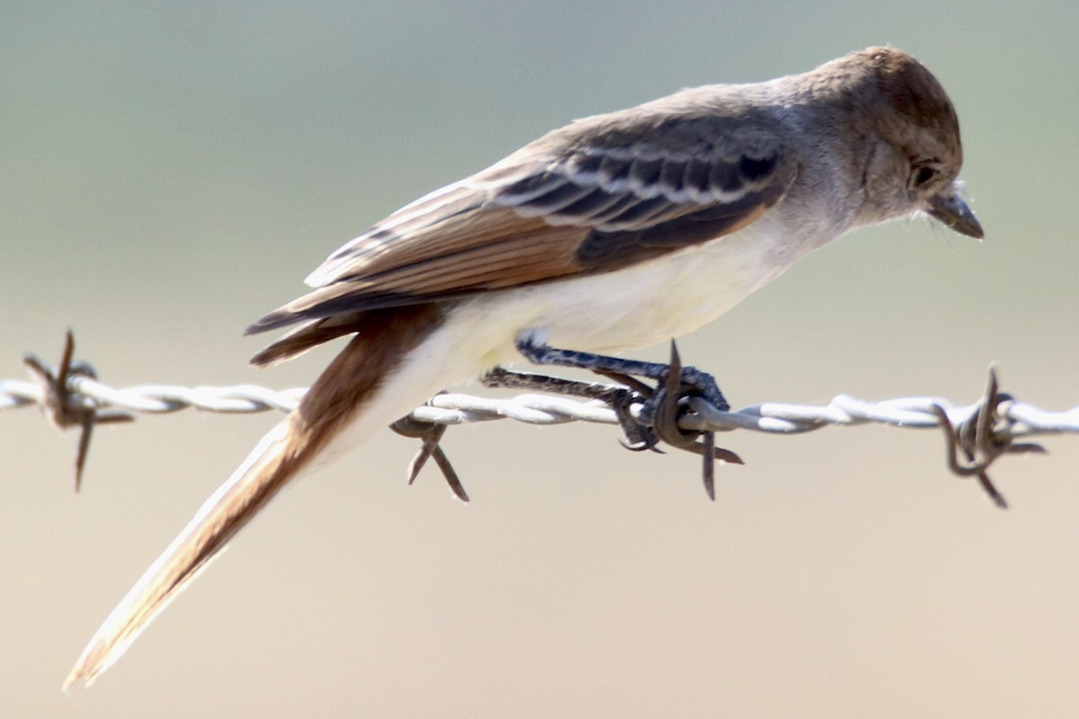 Ash-throated Flycatcher - Sam Larkin