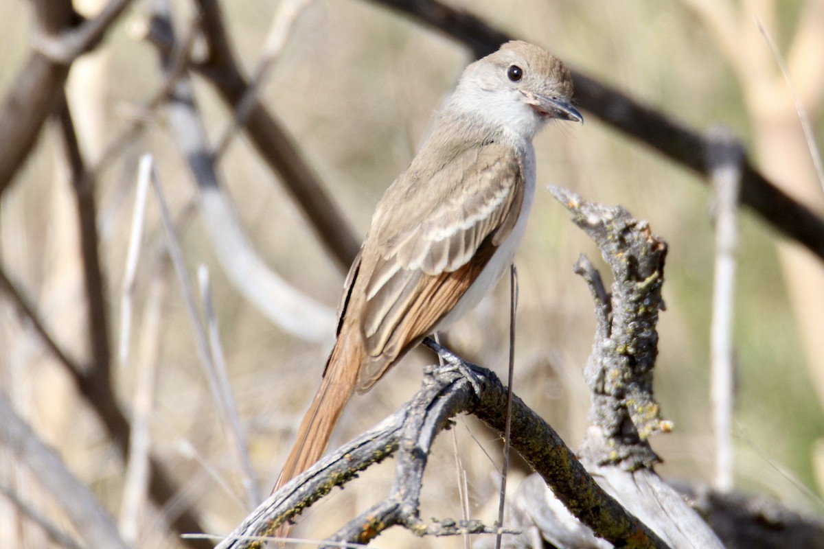 Ash-throated Flycatcher - Sam Larkin