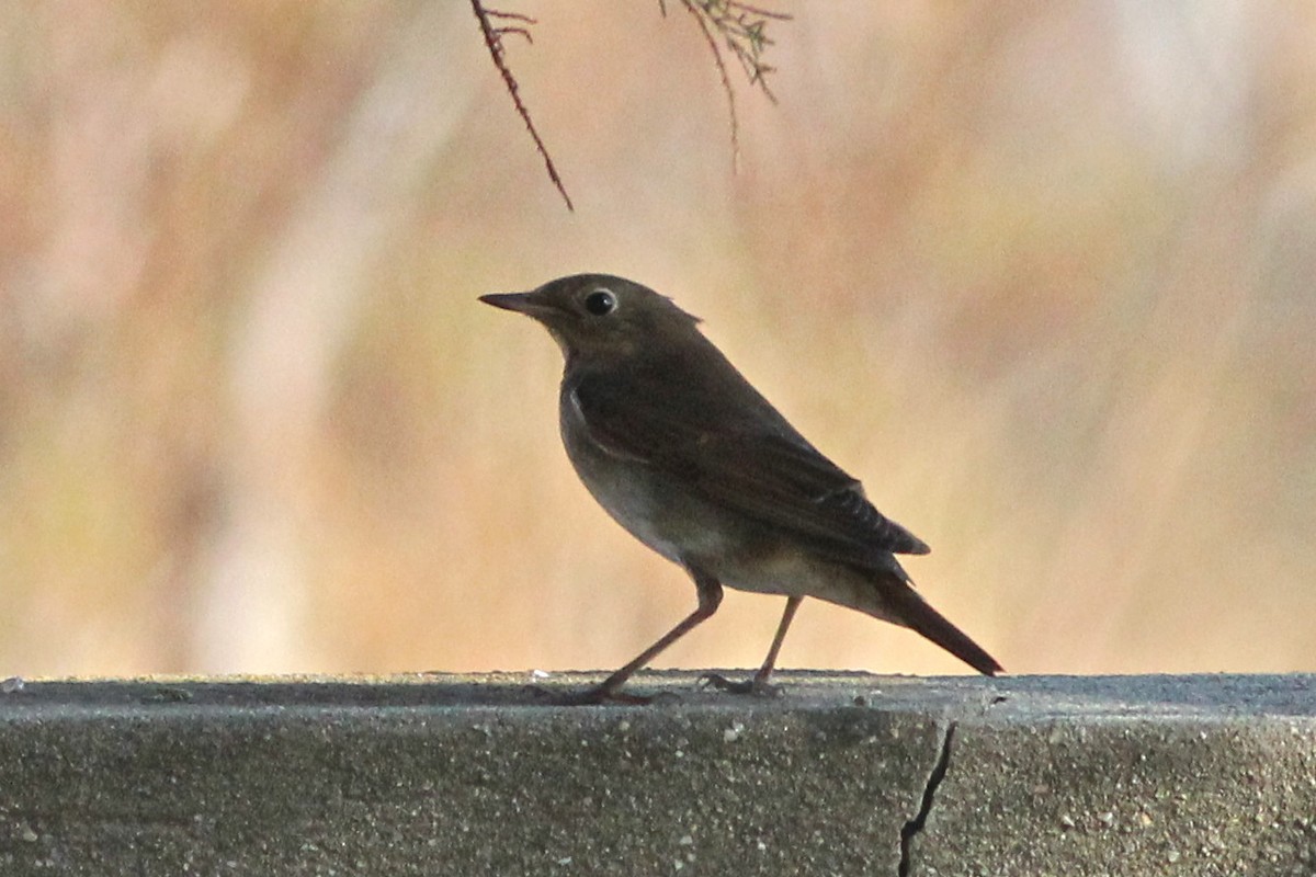 Thrush Nightingale - ML47209421