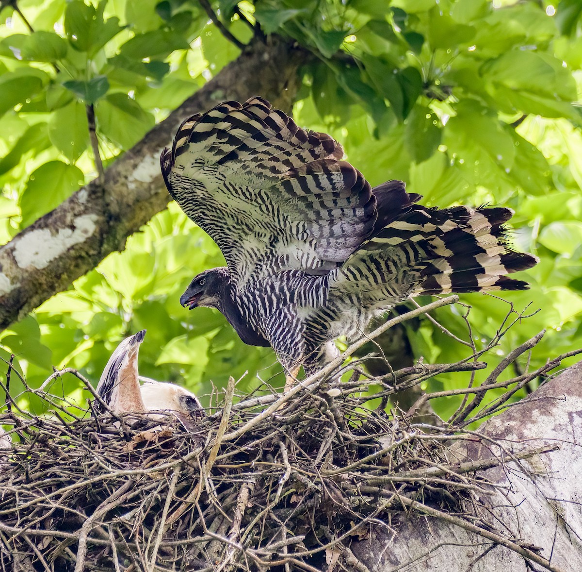 Crested Eagle - ML472095281