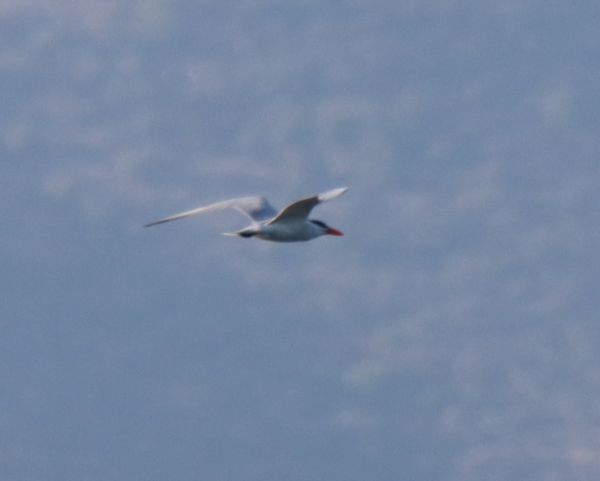 Caspian Tern - Sally Veach