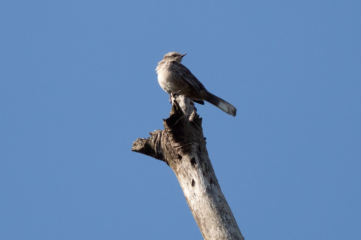 Chalk-browed Mockingbird - ML472095621