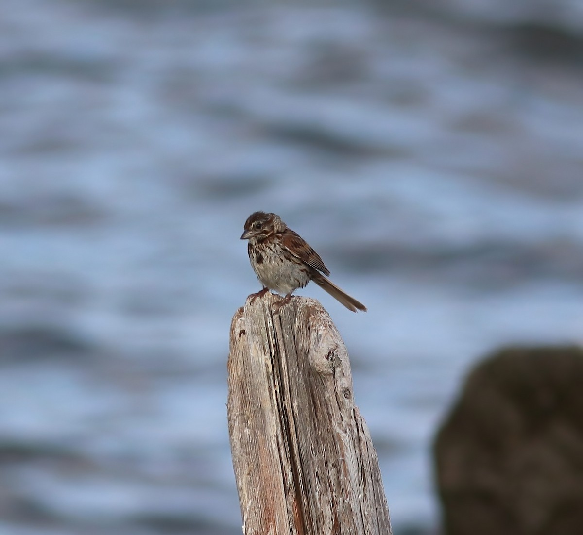 Song Sparrow - ML472096151