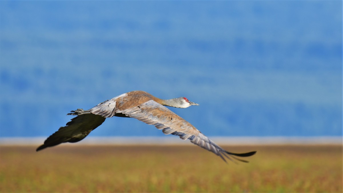 Sandhill Crane - ML472096511