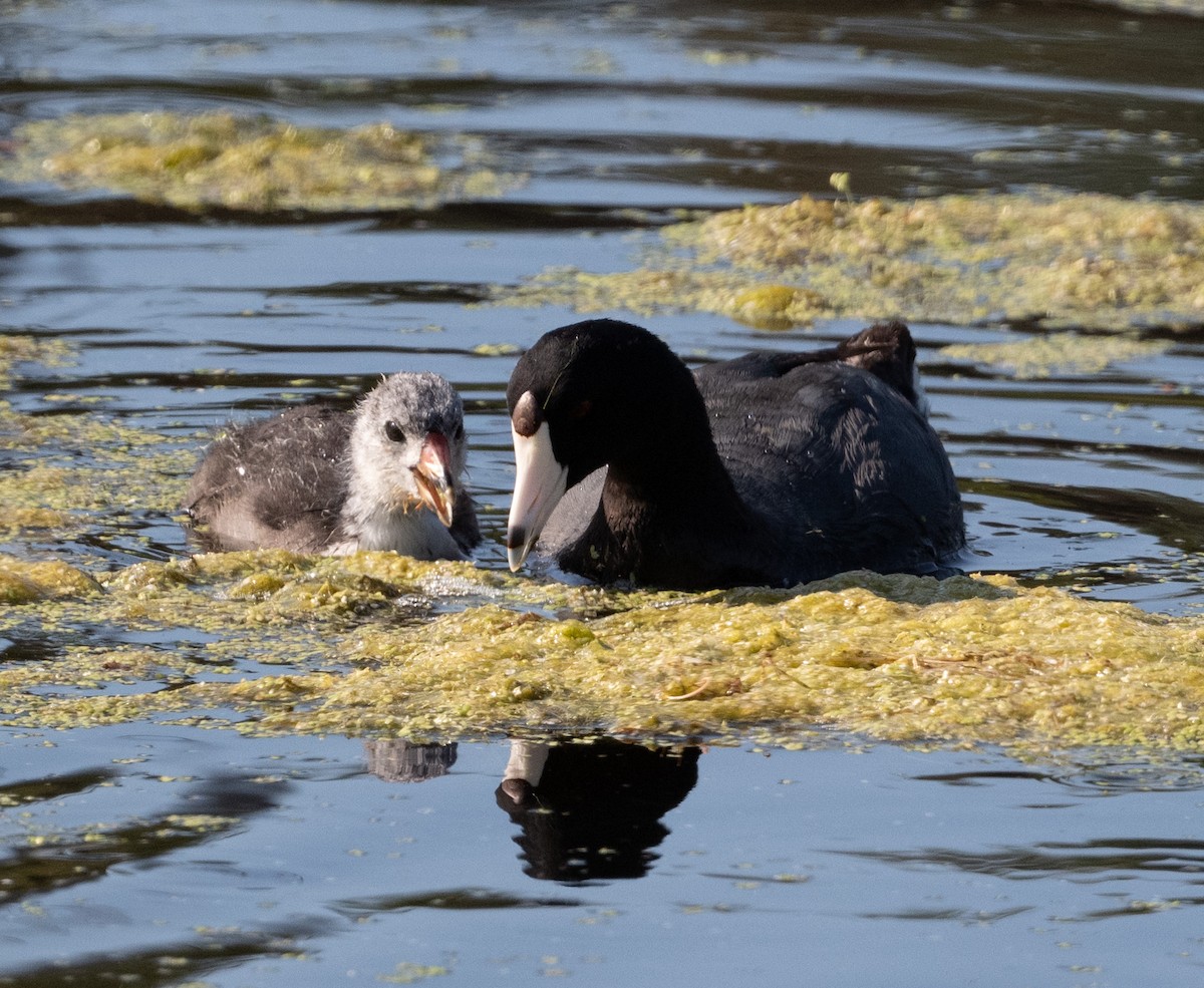 American Coot - Cynthia  Case