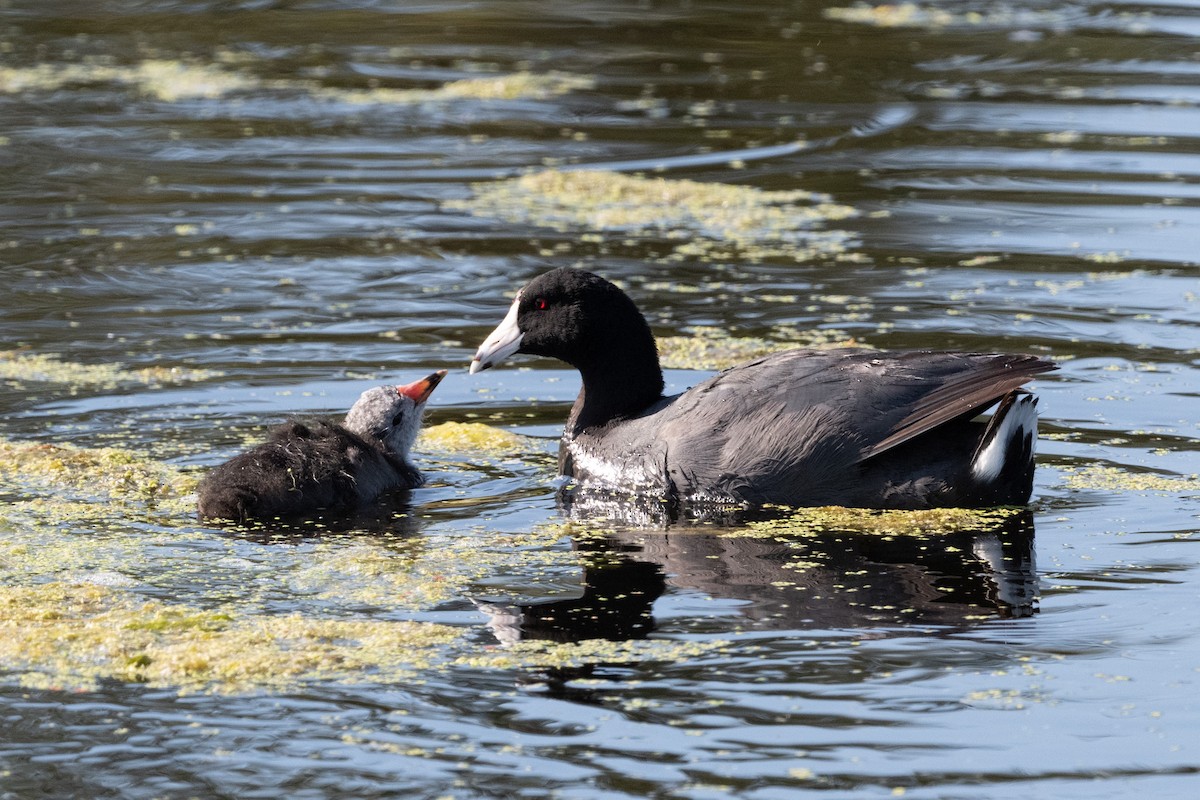 American Coot - Cynthia  Case