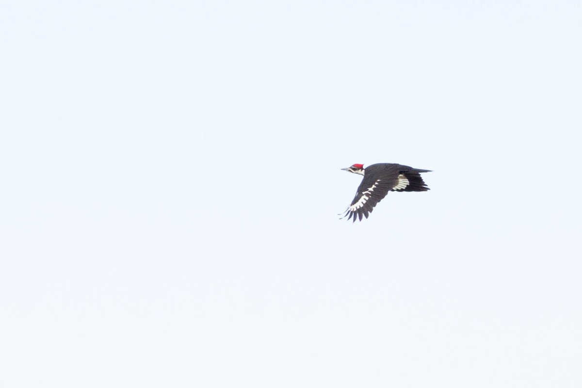 Pileated Woodpecker - Doug Gochfeld