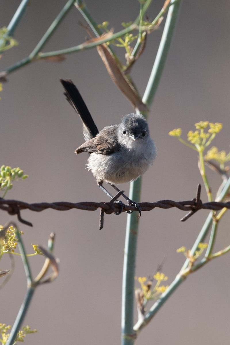 California Gnatcatcher - Cynthia  Case