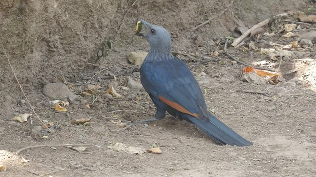 Red-winged Starling - ML472097221