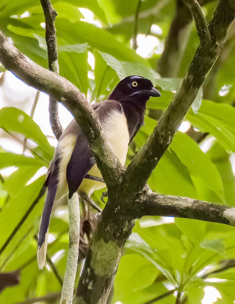 Black-chested Jay - ML472097861