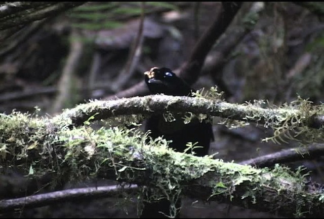 Wahnes's Parotia - ML472098