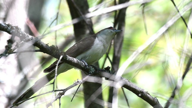 Black-billed Cuckoo - ML472098071