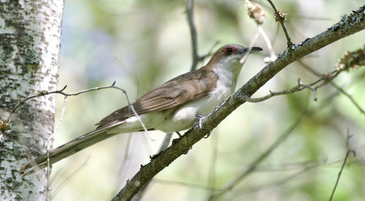 Black-billed Cuckoo - Weston Barker