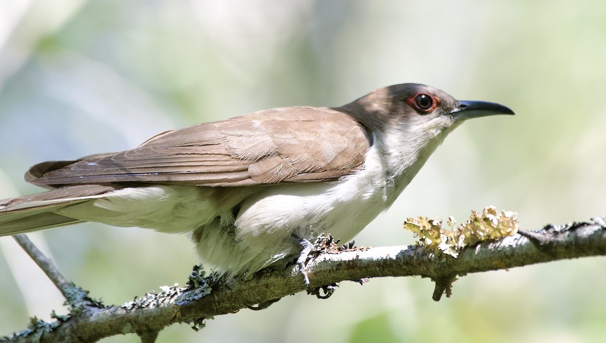 Black-billed Cuckoo - ML472098891