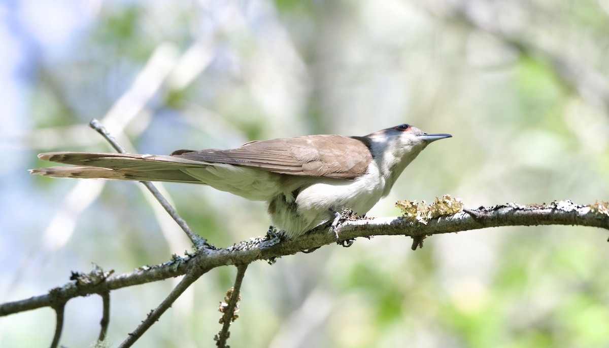 Black-billed Cuckoo - ML472099301