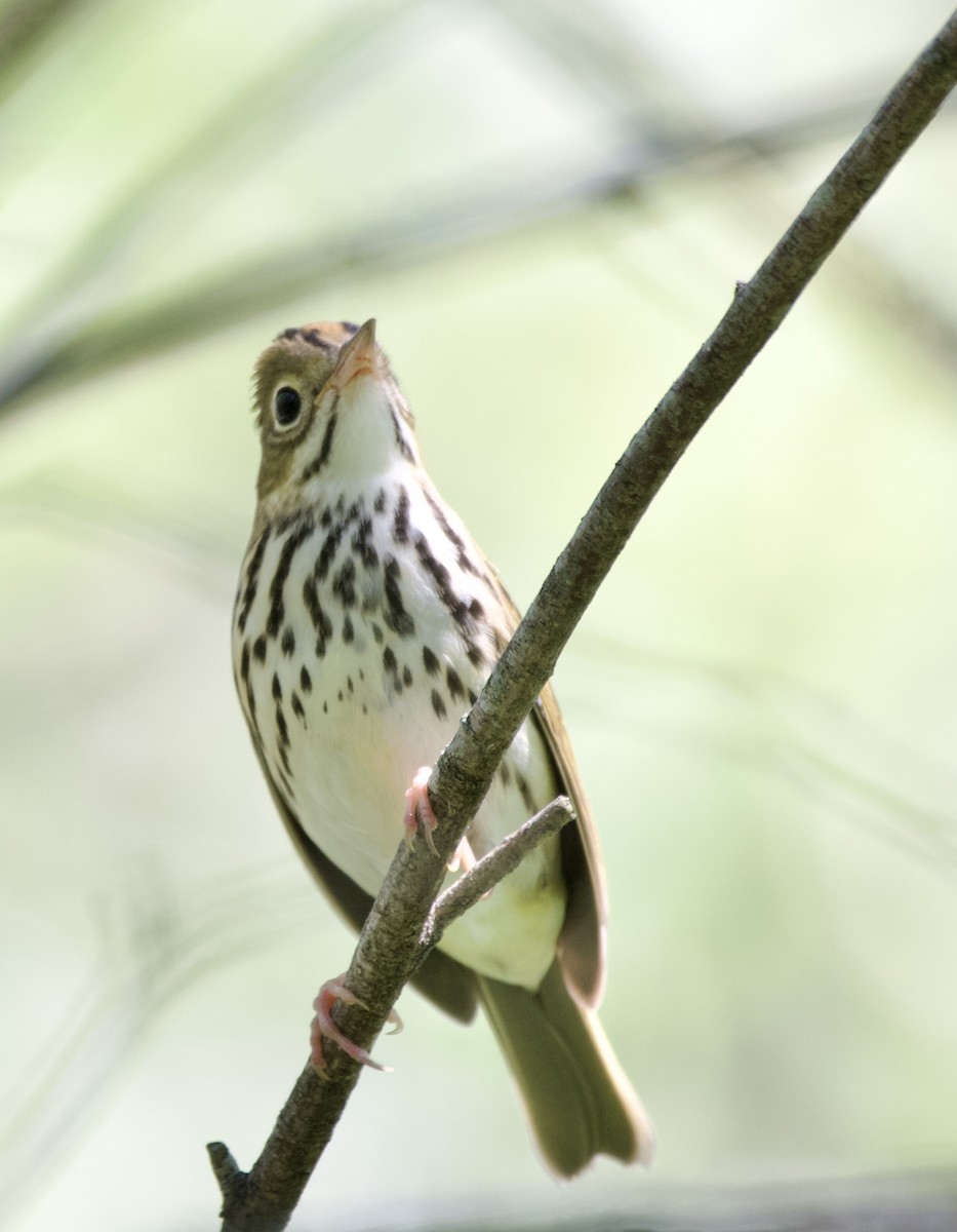 Ovenbird - ML472099811