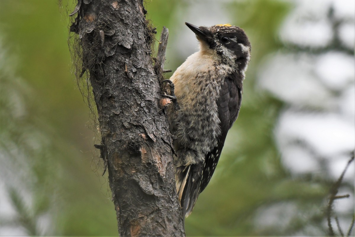 American Three-toed Woodpecker - Timothy Piranian