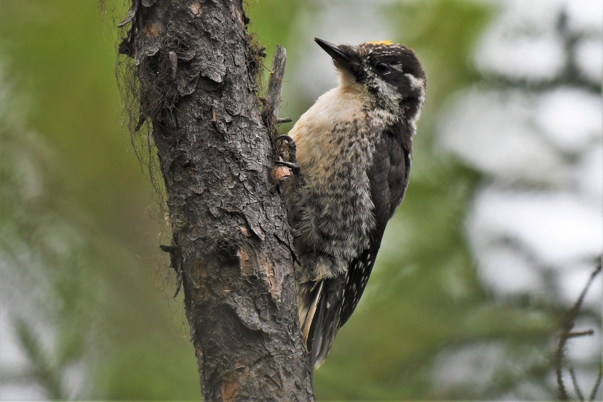 American Three-toed Woodpecker - ML472099991