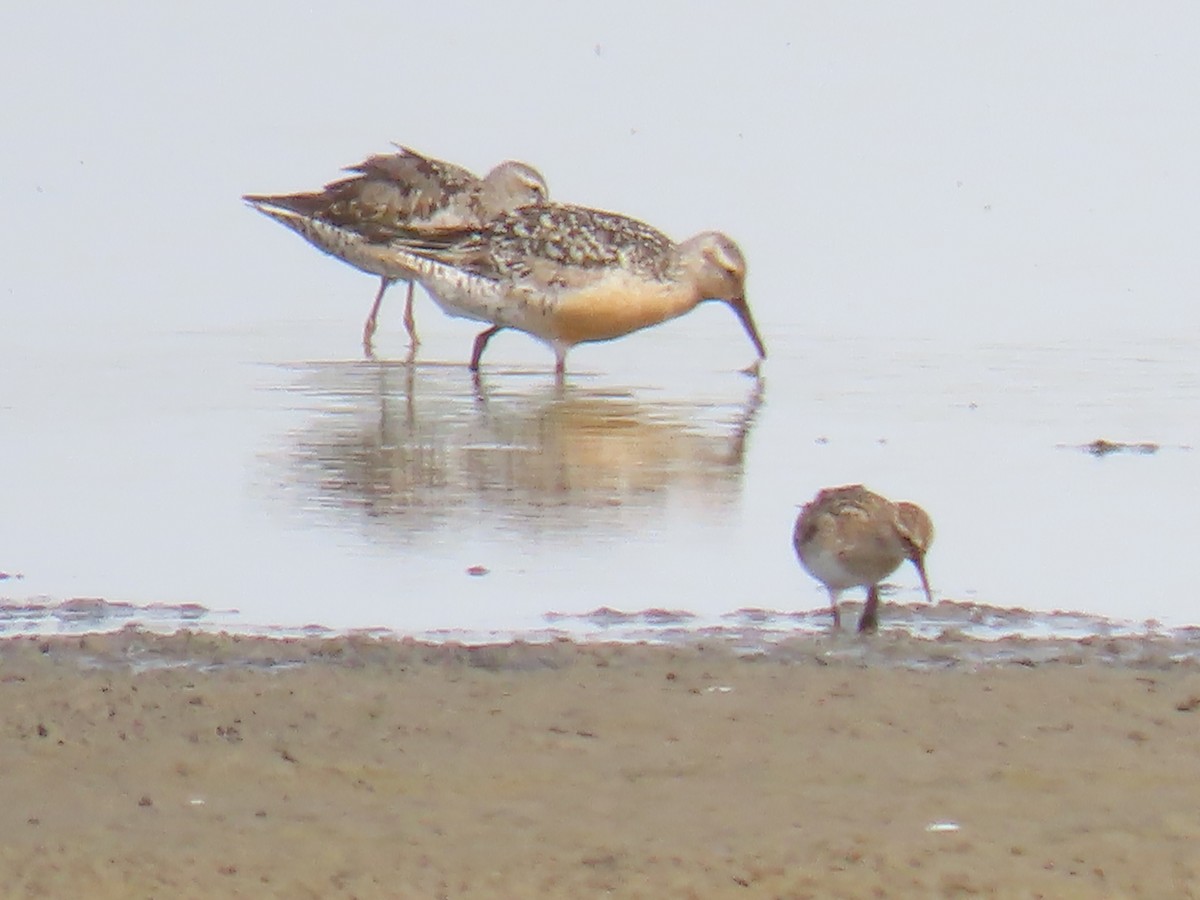 Red Knot - ML472101271