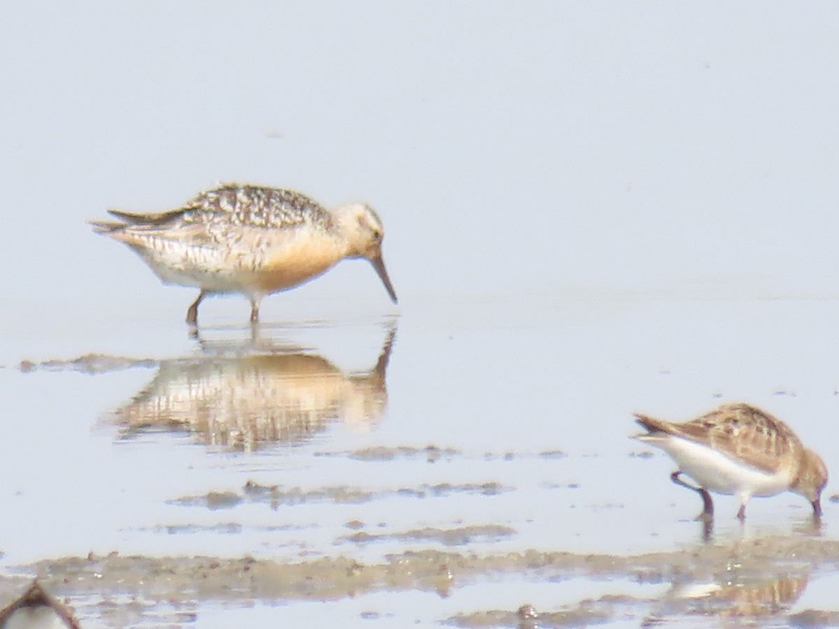 Red Knot - ML472101741