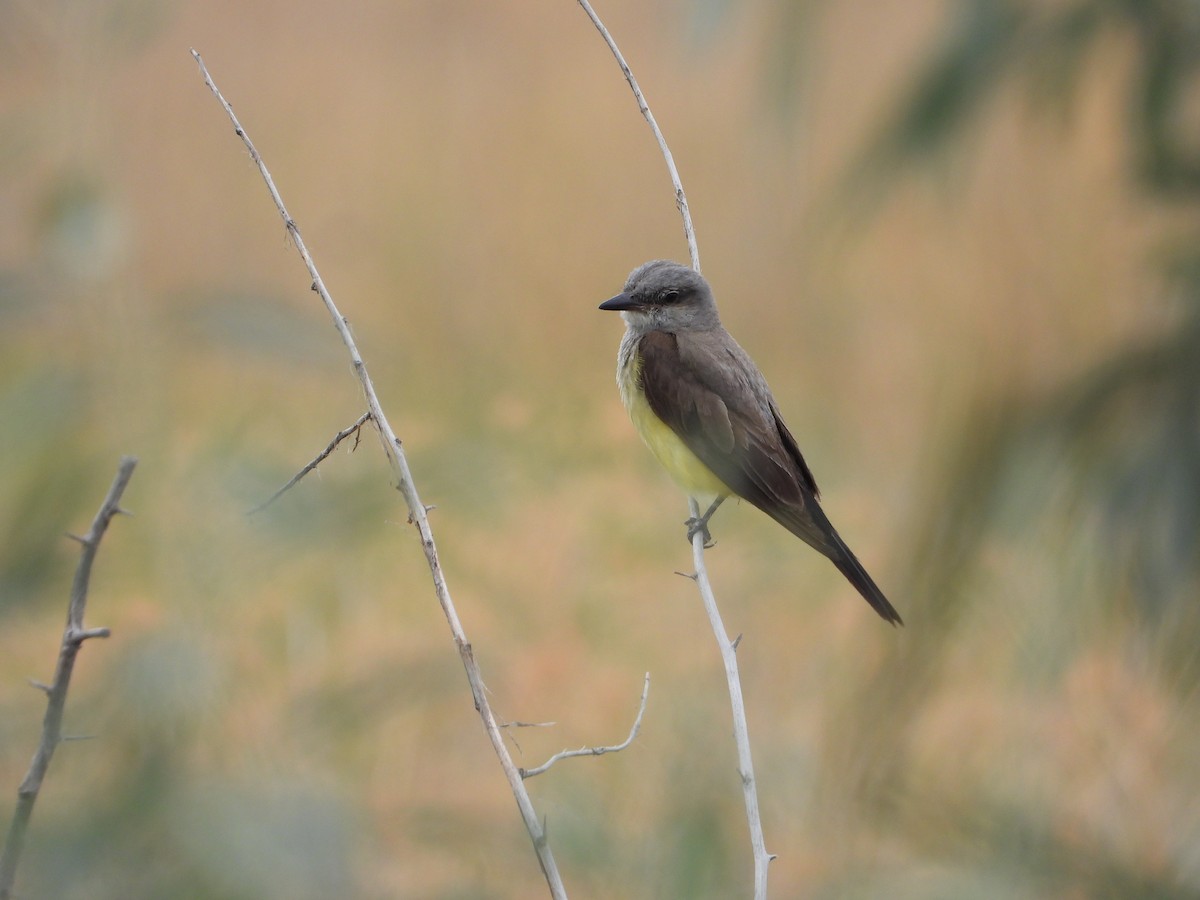 Western Kingbird - Tom Wuenschell