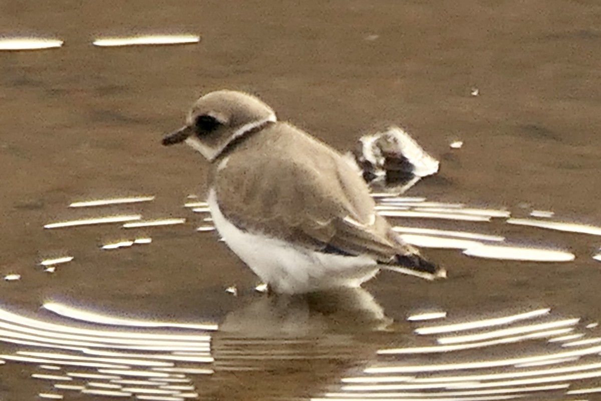 Common Ringed Plover - ML472101971