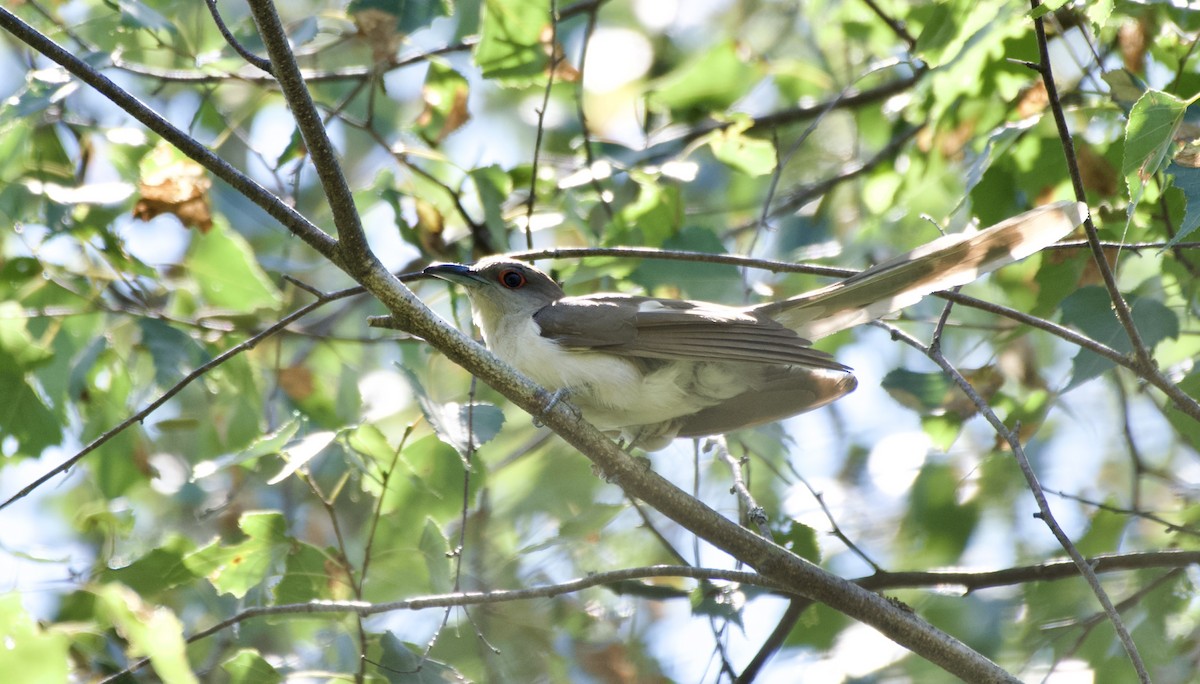 Black-billed Cuckoo - Weston Barker