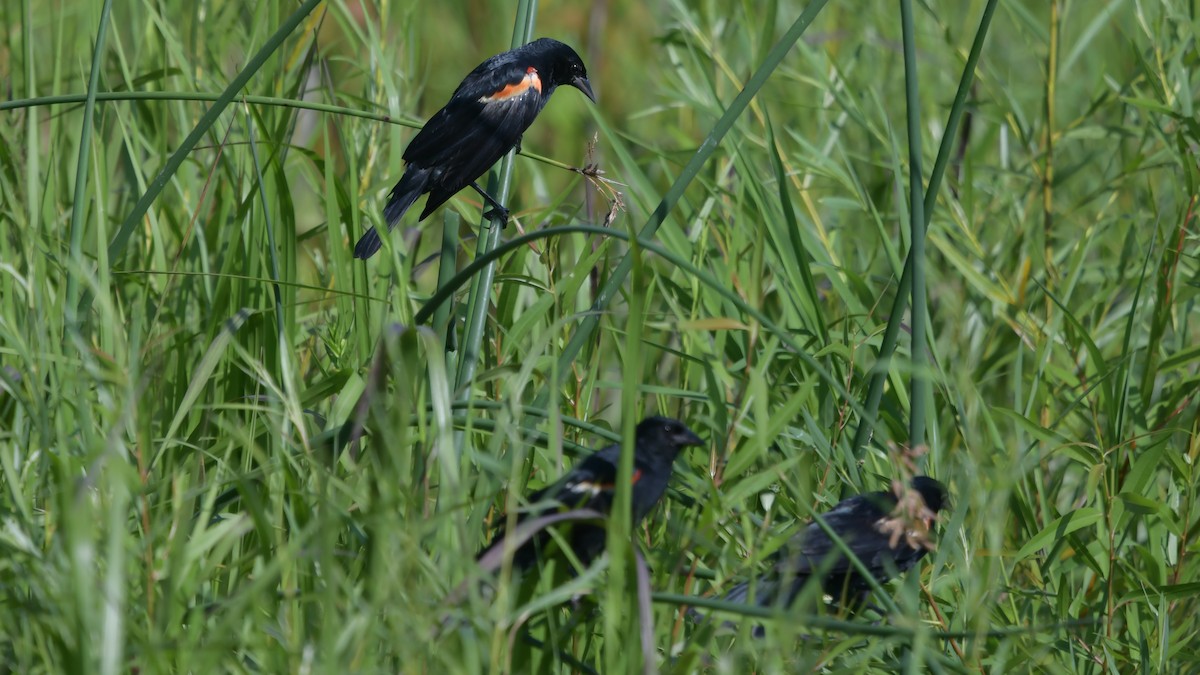 Red-winged Blackbird - ML472102801