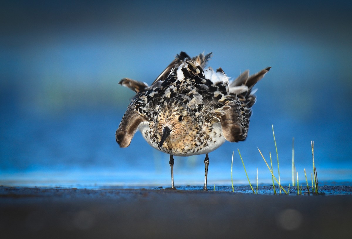 Sanderling - ML472102981