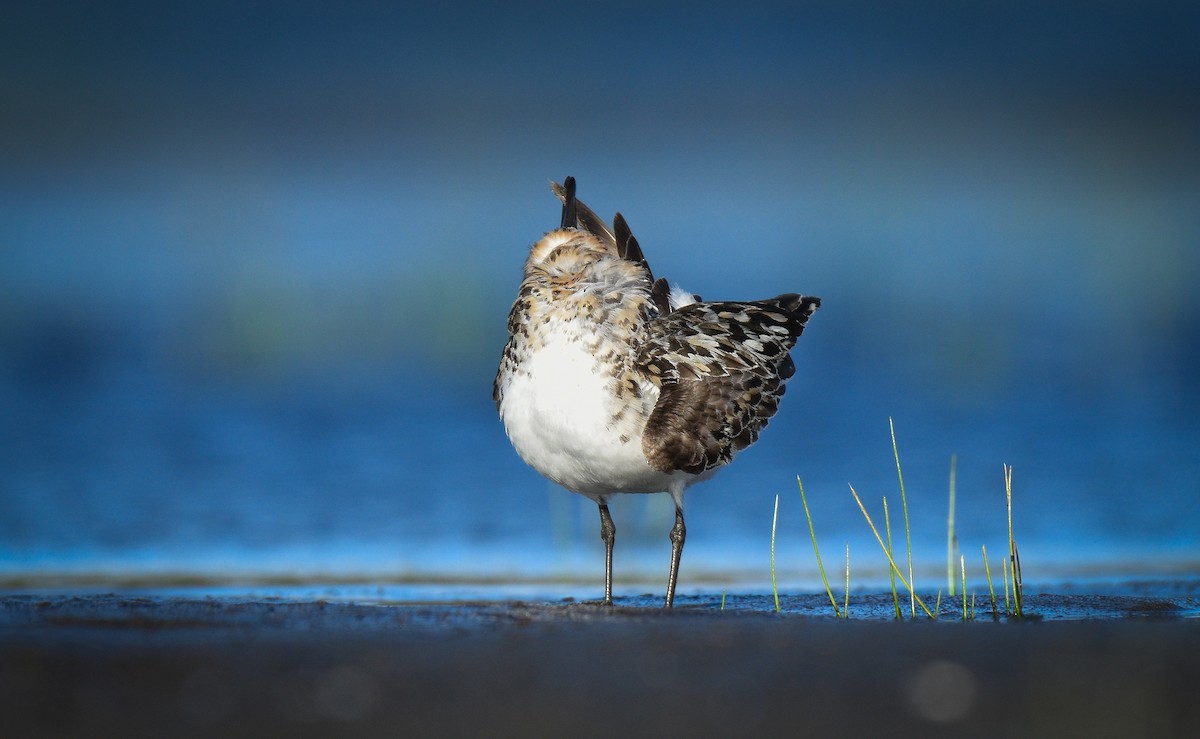 Sanderling - ML472102991