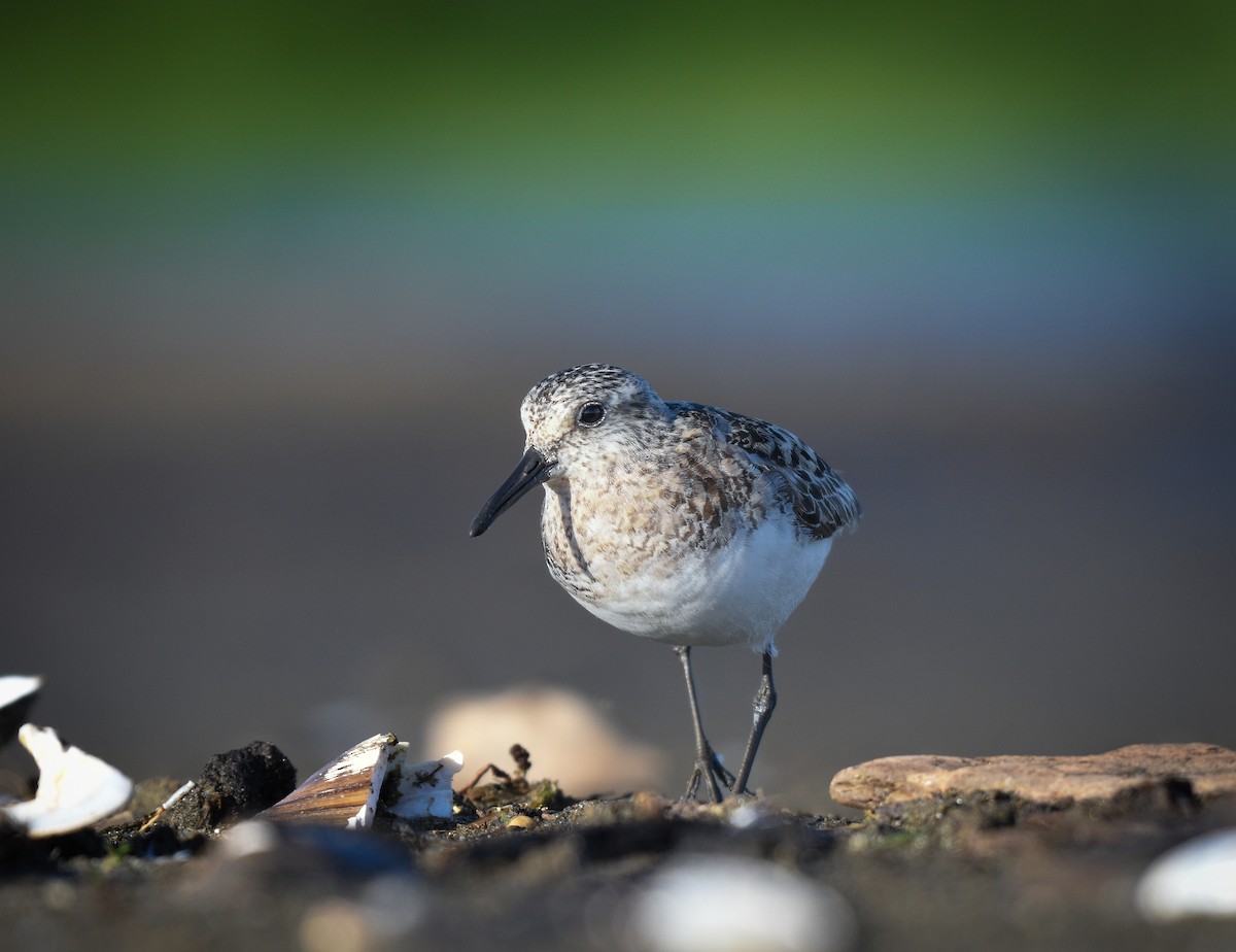 Sanderling - ML472103091