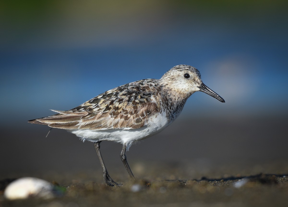 Sanderling - ML472103111